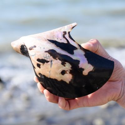 （READYSTOCK ）🚀 Natural Large Shell Conch Penguin Shell Fish Tank Scenery Decoration Marine Specimen Collection Starfish Gift YY