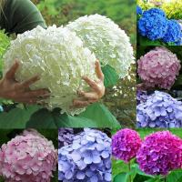 50 ชิ้น การผสมสี ต้นไฮเดรนเยีย พันธุ์เบา พุ่มสวย (Hydranyea seed flowers seeds outdoor plant) ต้นไม้มงคล พันธุ์ดอกไม้ เมล็ดพันธุ์ผัก ไม้ประดับ เมล็ดพันดอกไม้ เมล็ดดอกไม้สวย ผักสวนครัว บัวบกโขด