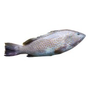 Cá bống mú Phú Quốc - 1Kg, sản phẩm tốt, chất lượng cao, cam kết như hình