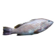 Cá bống mú Phú Quốc - 1Kg, sản phẩm tốt, chất lượng cao, cam kết như hình thumbnail