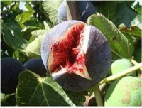 10 เมล็ด เมล็ดมะเดื่อฝรั่ง Figs สายพันธุ์ Sultane  มะเดื่อฝรั่ง หรือ ลูกฟิก (Fig) อัตราการงอก 70-80% Figs seeds