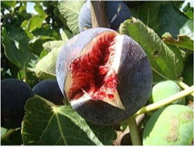 10 เมล็ด เมล็ดมะเดื่อฝรั่ง Figs สายพันธุ์ Sultane ของแท้ 100% มะเดื่อฝรั่ง หรือ ลูกฟิก (Fig) อัตรางอกสูง 70-80% Figs seeds มีคู่มือวิธีปลูก