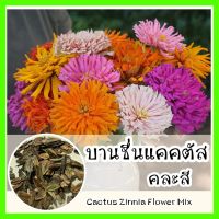 พร้อมส่ง ❗ รหัส 108 เมล็ดพันธุ์ OP แท้   บานชื่นแคคตัส คละสี - Cactus zinnia flower Mix เมล็ดดอกไม้ พันธุ์ดอกไม้ ดอกไม้ปลูกสวยๆ เมล็ดพันธุ์ผัก