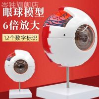 New product new human eye model 6 times magnified the eye ent eyes structure new teaching mode