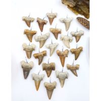 1 Pc Randomly Pick Fossil Shark 2-3 cm Teeth From Moroco pendant for necklace very good Quality old pendant