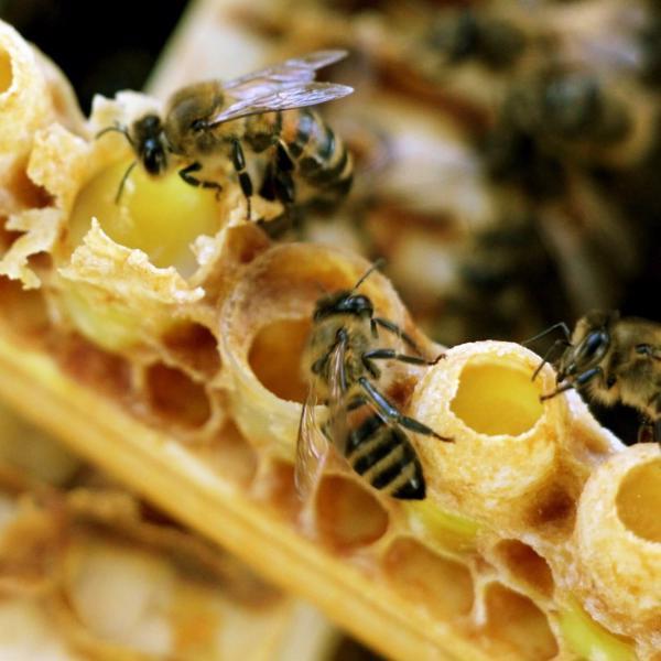 นมผึ้ง-royal-jelly-1500-mg-60-veg-capsules-now-foods-kosher