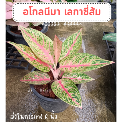 อโกลนีมา เลกาซี่ส้ม ฟอร์มสวย ไม้มงคลเรียกทรัพย์ ส่งในกระถาง 6 นิ้ว