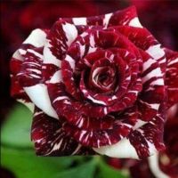 30 เมล็ด เมล็ดพันธุ์ กุหลาบ สตาร์แอนด์สไตร้พส์ Stripes Rose seed สี ขาว-แดง ดอกใหญ่ นำเข้าจากต่างประเทศ พร้อมคู่มือ เมล็ดสดใหม่