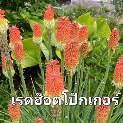 เรดฮ็อต เมล็ดพันธุ์ดอกเรดฮ็อตโป๊กเกอร์ Tritoma Seed บรรจุ 5 เมล็ด 10 บาท