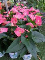 ดอกหน้าวัว (Anthurium spp.) เป็นไม้ดอก เศรษฐกิจสำคัญ หน้าวัวแคระ ต้นหน้าวัวแคระ (Flamingo flower) ที่นิยมใช้แพร่หลายในประเทศและส่งออก เพราะเป็นไม้ดอกที่มีหลากสีสันและหลายสายพันธุ์จัดส่งพร้อมกระถาง6นิ้ว สูง30-40 cm