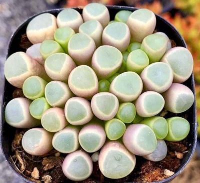 50 เมล็ดพันธุ์ เมล็ด ซักคิวเลนต์ หรือ ไม้อวบน้ำ กระบองเพชร เฟเนสตราเรีย (Fenestraria) Succulent seeds อัตราการงอกสูง 70-80%