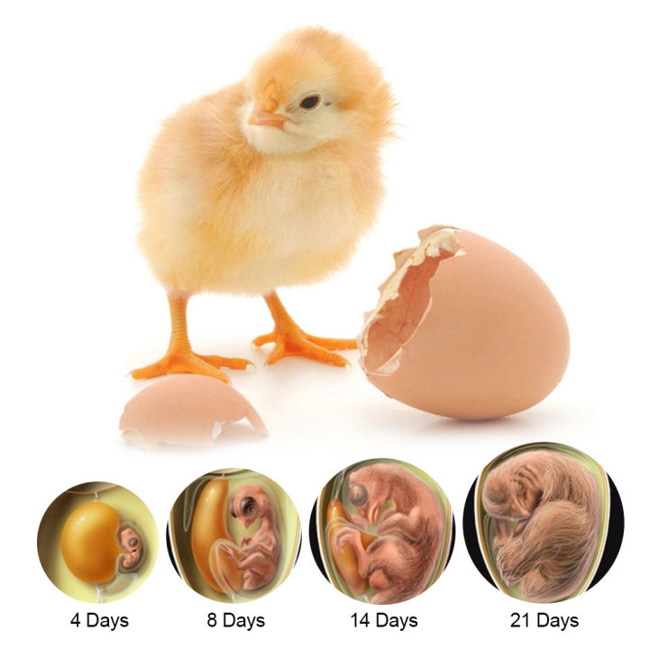 มินิปรับไก่ศูนย์บ่มเพาะไข่เป็ดสำหรับโรงเพาะฟักฟาร์มศูนย์บ่มเพาะนกอุณหภูมิ-brooder-สัตว์ปีกดิจิตอล7ไข่นกพิราบ