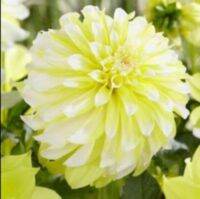 1 หัว/ออเดอร์ รักเร่ Dahlia สายพันธุ์ Hollyhill Lemon Ice หัวรักเร่ ดอกไม้ หัวหน่อ เหง้า นำเข้า เนเธอร์แลน หัวสดใหม่