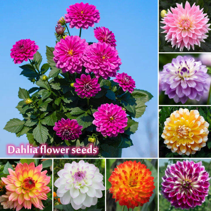 [Fast Delivery] Mixed Colors Dahlia Flower Seeds (200 Seeds Per Pack