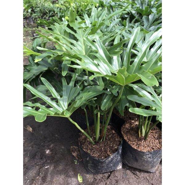 popular Selloum Plant ( known as Sahod Yaman ) Live Plants with Soil