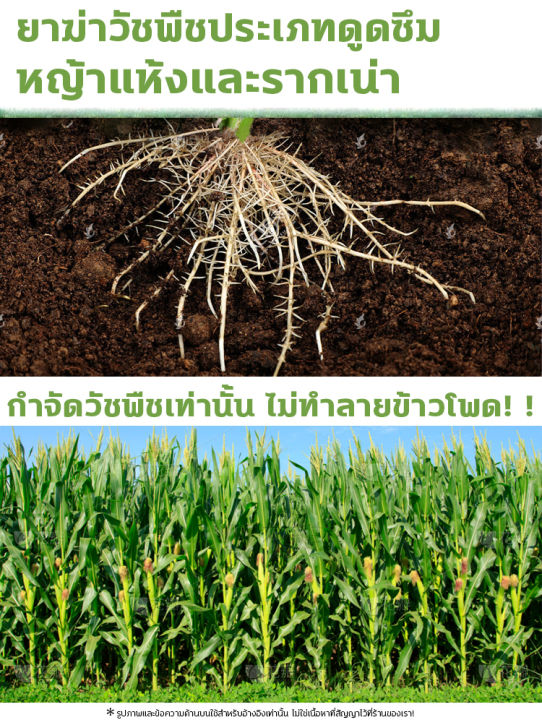 ฆ่าแค่วัชพืช-ไม่ทำลายข้าวโพด-ยาฆ่าหญ้าข้าวโพด-ทุ่งข้าวโพดไม่มีวัชพืช100-ปี-ฆ่าหญ้าข้าวโพด-เพิ่มผลผลิตข้าวโพด-ยาชุดข้าวโพด-100g-ยาฉีดหญ้าข้าวโพด