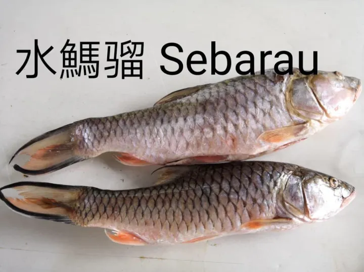 Ikan Sungai Pahang Sebarau