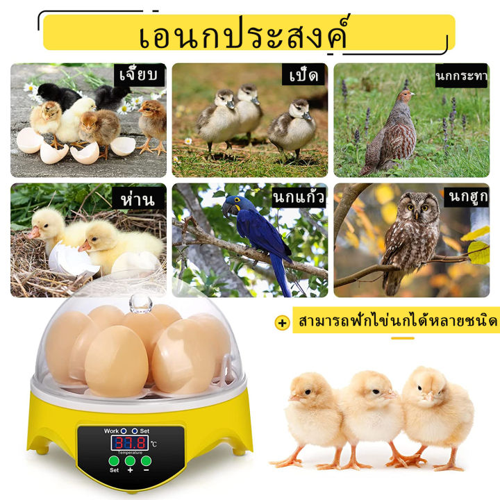 ส่งฟรีด่วน-ตู้ฟักไข่ถูกๆ-7-ฟอง-ตู้ฟักไข่ไก่-เครื่องฟักไข่-เครื่องฟักไข่อัตโนมัติ-อัตราสำเร็จสูง