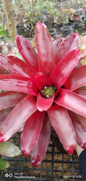 สับปะรดสี-neo-super-bromeliad-ไม้ยอดนิยม-ไม้ประดับทนแล้ง-จัดส่งพร้อมกระถาง8นิ้ว