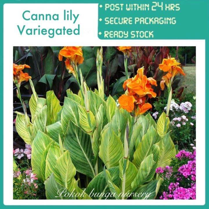 PBN - canna lily variegated - Pokok bunga nursery lilies hiasan bunga ...