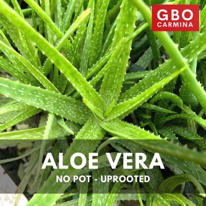 GBO Carmina Aloe Vera Live Plant Uprooted Lazada PH