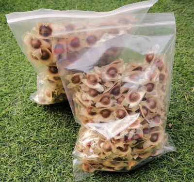 เม็ดมะรุมตากแห้ง (Dried moringa seeds) ขนาด 100 กรัม