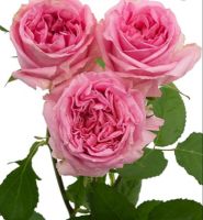 20 เมล็ด Rose Seeds ดอกกุหลาบ กุหลาบแกรนดิฟลอร่า สายพันธุ์ Grandiflora Fragrant Candy สีชมพู ดอกซ้อน ดอกไม้แห่งความรัก ส่งพร้อมคู่มือวิธีปลูก