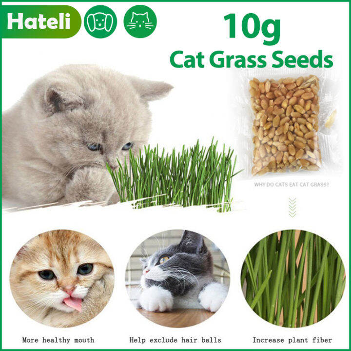 HATELI Natural Cat Grass for Pet Cat Grass Growing for Oral Cavity
