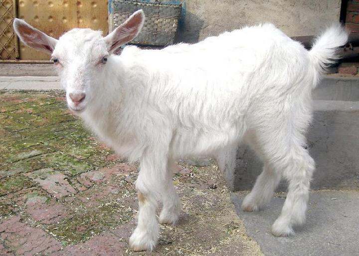 A pregnant and lactating Nubian black goat breeds a goat and a ewe has a second child. Lazada PH