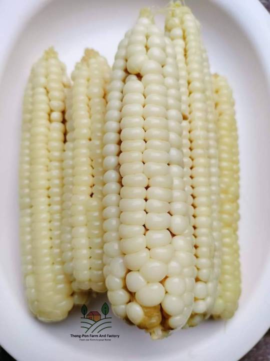 ข้าวโพดแปดแถว-เมล็ดพันธุ์ข้าวโพด-ชอบแดดจัด-8-rows-corn-seed-บรรรจุ-10-เมล็ด-10-บาท