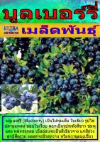 AGPM เมล็ดพันธุ์ บูลเบอร์รี่ ราคาต่อ1ซอง