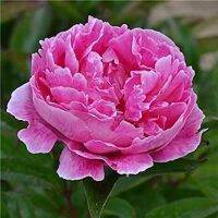 20 เมล็ด เมล็ดโบตั๋น ดอกโบตั๋น ดอกพีโอนี (Peony) สีชมพู Pink Peony ดอกไม้นี้​เป็นสัญลักษณ์ของความมั่งคั่งร่ำรวย ความซื่อสัตย์ อัตรางอก 70-80%