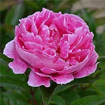 10 เมล็ด เมล็ดโบตั๋น ดอกโบตั๋น ดอกพีโอนี (Peony) สีชมพู Pink Peony ดอกไม้นี้​เป็นสัญลักษณ์ของความมั่งคั่งร่ำรวย ความซื่อสัตย์ อัตรางอก 70-80%