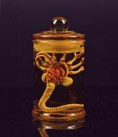 C Alien Jar Xenomorph Specimen Facehugger Embryo Glass Jar Movie Prop Replica