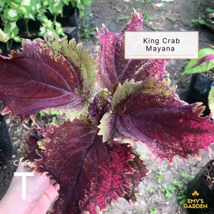 King Crab Red Top Rare Mayana Plant Emys Garden Lazada PH