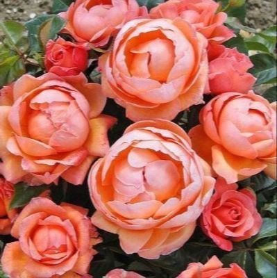 30 เมล็ด เมล็ดพันธุ์ กุหลาบ สีส้ม พันธุ์ Lady Marmalade Rose Seeds ดอกใหญ่ ดอกหอม นำเข้าจากต่างประเทศ พร้อมคู่มือ เมล็ดสด ใหม่