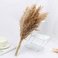 10 stücke Natürliche Getrocknete Pampas Gras Reed Blumen Bunch Künstliche Pflanzen Getrockneten Bouquet Schilf Hochzeit Hause Bouquet Decor 4 Farben