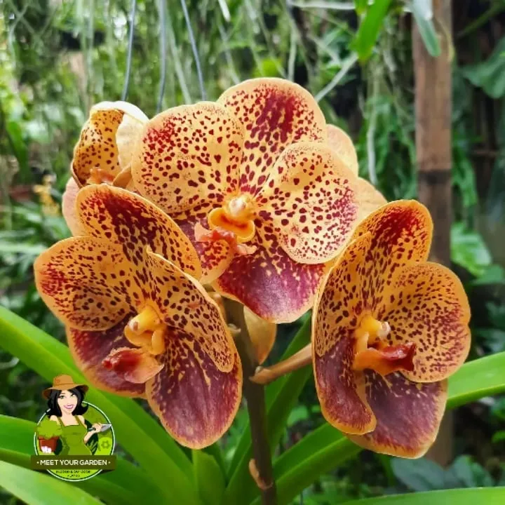 Vanda Orchid Golden Brown With FREE White Plastic Pot Pebbles And   Fd144bf20a2bfe226bad5dbc23274661  720x720q80  .webp