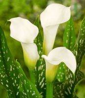 20 เมล็ดพันธุ์ ต้นคาลล่าลิลลี่ คาลล่า ลิลลี่ (Calla Lily) เป็นดอกไม้ ที่แทนสัญลักษณ์แห่งความรัก อัตราการงอก 80-85%