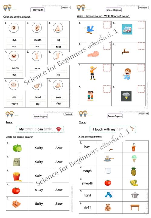 แบบฝึกหัดวิชา-science-สำหรับ-อนุบาล-เตรียมขึ้น-ป-1