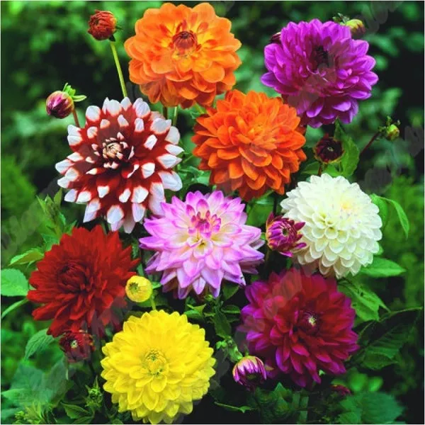 Malaysia Ready Stock 50 Particle Dahlia Seeds Beautiful Perennial