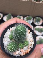 ? ถอดรากส่ง-แคคตัสรีบูเทียดอกขาว#Rebutia Cactus # จัดสวนถาด# cactus ต้นไม้ประดับ# ไม้มินิมอล# พืชทนแล้ง# ของต้องมี#จัดสวนถาด#Minimal#ตะบองเพชร#กระบองเพชร ขนาดเทียบไม้บรรทัด ของพร้อมส่ง เก็บเงินปลายทาง ?