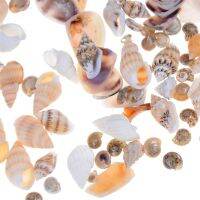 Xiong ประมาณ40ชิ้น/ถุง Miniature dollhouse Sea Shell บอนไซ lanscape DIY Decor 1:12