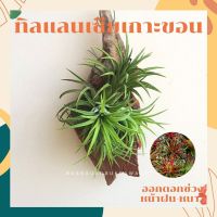 ทิลแลนเซียเกาะขอนไม้ ionantha