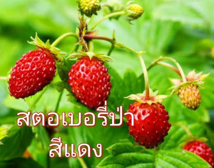 สตอเบอรี่ป่า-สีแดง-สีเหลือง-wild-strawberry-regina-seeds-เมล็ดพันธุ์สตอเบอรี่ป่าสีแดง-สีเหลือง-บรรจุ-5เมล็ด