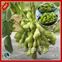 20 เมล็ด ถั่วแระญี่ปุ่นมิโดริ Midori Giant Edamame เมล็ดถั่วแระญี่ปุ่น เมล็ดถั่วแระ เมล็ดพันธุ์ถั่วแระ ถั่่วแระญี่ปุ่น ถั่วแระ ถั่วแระญี่ปุ่น