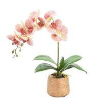 30 เมล็ดพันธุ์ เมล็ดดอกกล้วยไม้  ฟาแลนนอปซิส (Phalaenopsis Orchids) Orchid flower seeds อัตราการงอก 80-85%