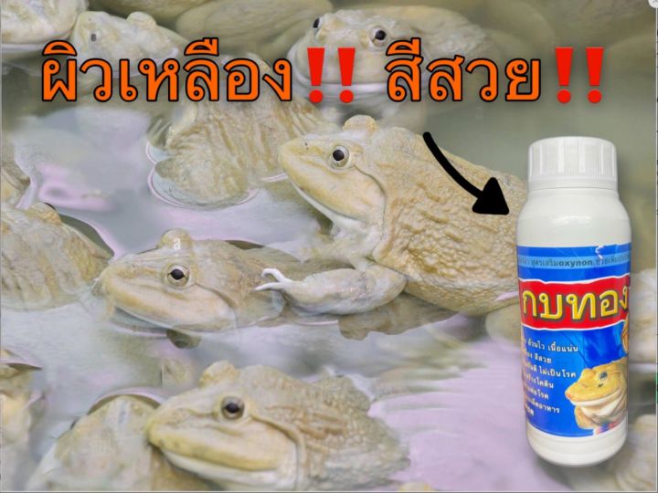 ไคโตซาน-สำหรับเลี้ยงกบ-กบทอง-อ้วนไว-กินเก่ง-เร่งโต-เสริมวิตามินซี