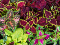 50 เมล็ด เมล็ดพันธุ์ ฤาษีผสม Coleus Seed อัตรางอก 80-90%