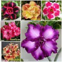 12 เมล็ด เมล็ดพันธุ์ Garden Plant ชวนชม สายพันธุ์ฮอลแลนด์ คละสี Adenium Seed กุหลาบทะเลทราย Desert Rose ราชินีบอนไซ อัตราการงอก 80-90% มีคู่มือปลูก